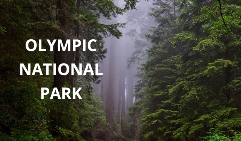15 Easy Hikes in Olympic National Park
